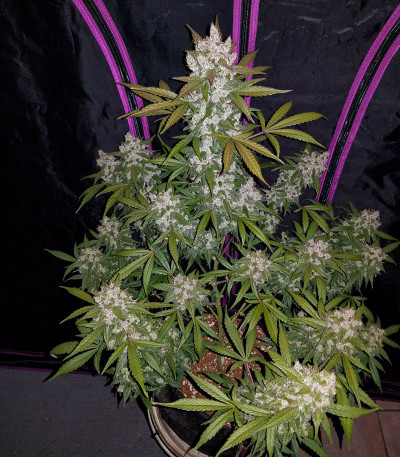 Сорт Cookies auto fem (FastBuds)