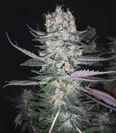 Сорт Gelato fem (Blimburn Seeds)