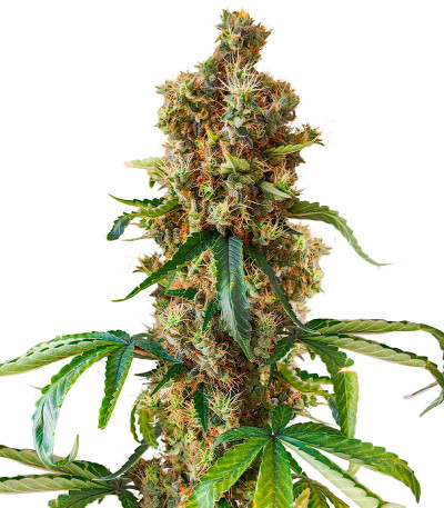 Сорт San Bacio Burger fem (Advanced Seeds)