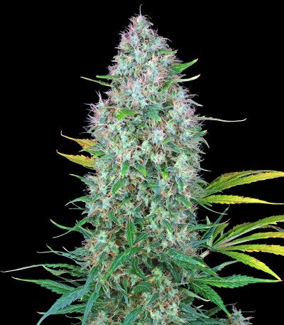 Сорт Serious 6 fem (Serious Seeds)