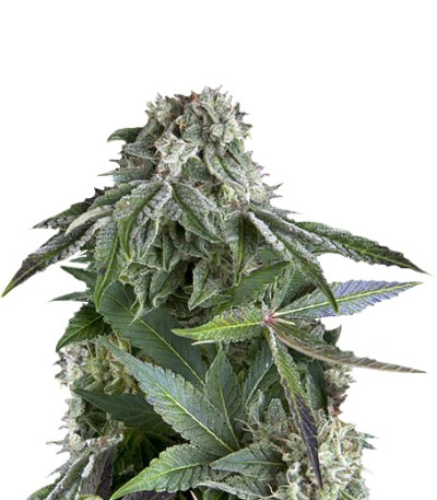 Сорт Blueberry Auto fem (Trikoma Seeds)