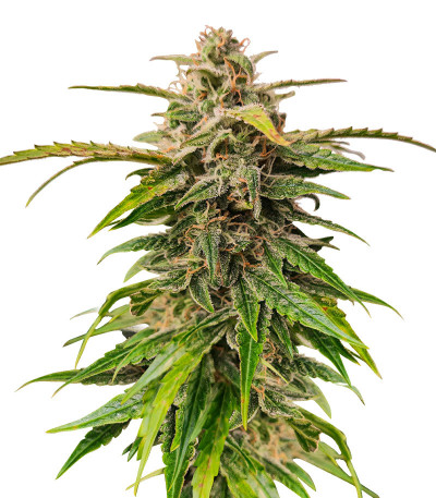 Сорт Wedding Crasher Auto fem (High Speed ​​Buds)