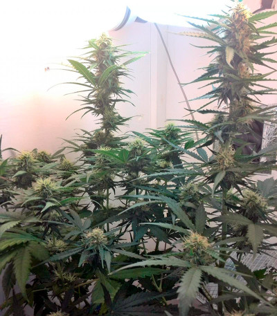 Сорт B. Lee Auto (Kickass Auto) fem