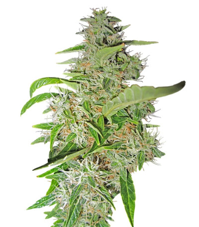 Сорт Big Bud fem (Sensi Seeds)