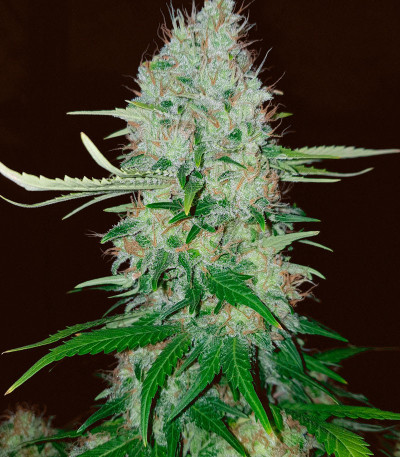 Сорт Monster Moby (Monster Genetics)