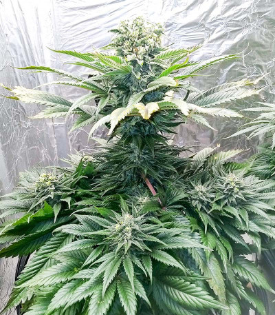 Сорт Gelato #33 Fast fem (Advanced Seeds)