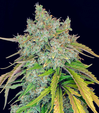 Сорт Papaya Cookies Auto fem (FastBuds)