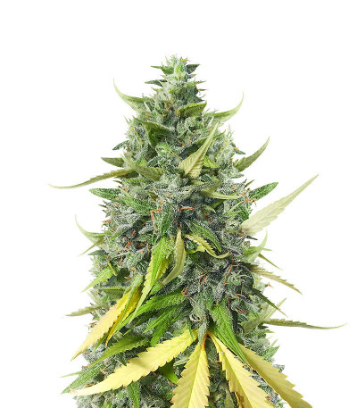 Микс Семян Dessert Mix fem (Herbies Seeds)