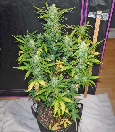 Сорт Green Crack auto fem (FastBuds)