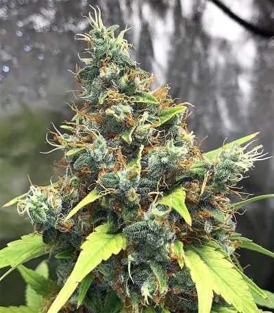 Сорт Acapulco Gold fem (Barney's Farm)