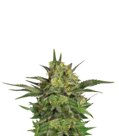 Сорт Haze Berry fem (Royal Queen Seeds)