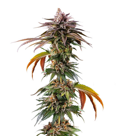 Сорт Kush Mintz fem (Barney's Farm)