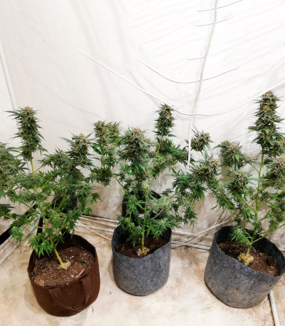 Сорт Monster Pebbles (Monster Genetics)