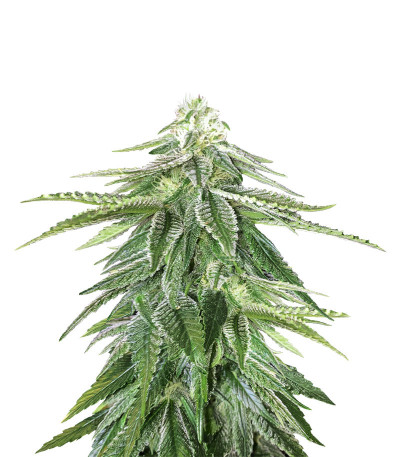 Сорт Zkittzy Gorilla fem (Original Sensible Seeds)