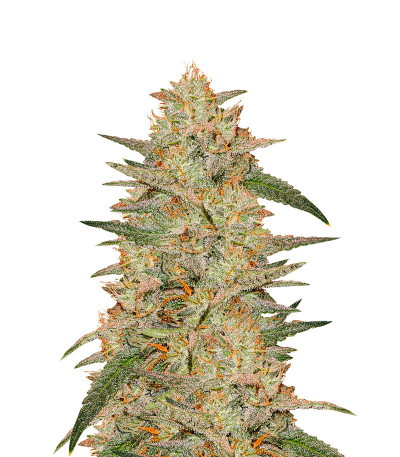 Сорт Wedding Cake Auto fem (Barney's Farm)