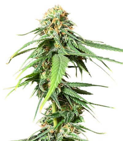 Сорт AFS Princess fem (AlphaFem Seeds)