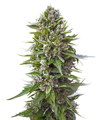 Микс семян Auto Collection #2 (00 Seeds)