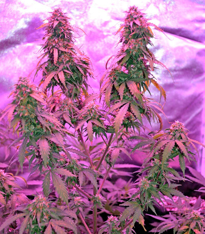 Сорт Auto Northern Lights fem (00 Seeds)