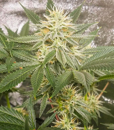 Сорт Different Gorilla fem (AlphaFem Seeds)