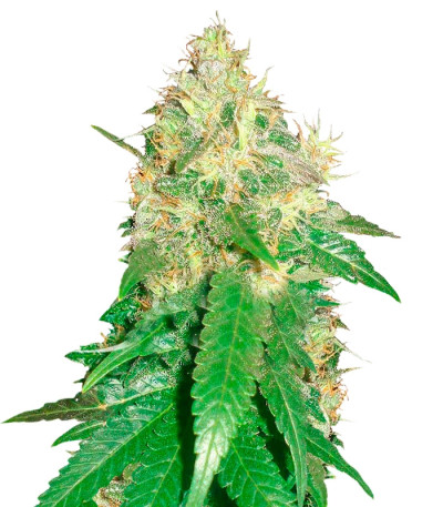 Сорт Northern Light Blue fem (Delicious Seeds)