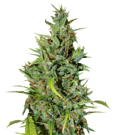 Сорт Neville Haze Ryder Auto fem (World of Seeds)