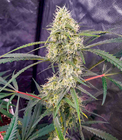 Сорт Critical XXL fem (Herbies Seeds)