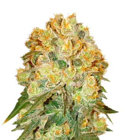 Сорт Marmalate reg (Delicious Seeds)