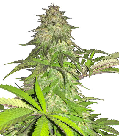 Сорт Lord Kush fem (Delicious Seeds)