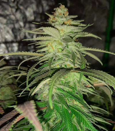 Grandmommy Purple fem (Herbies Seeds)