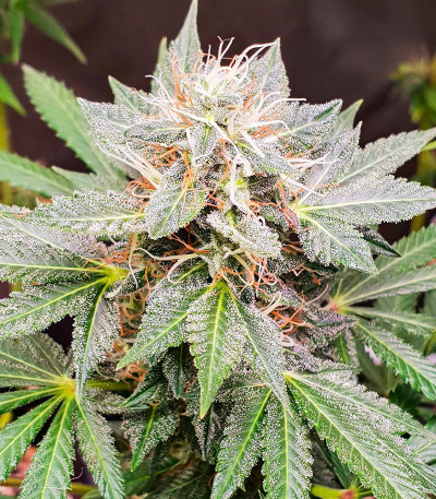 Сорт Peanut Butter OGKB fem (Original Sensible Seeds)