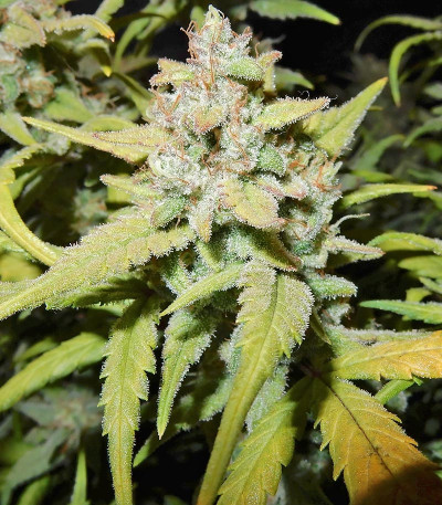 Сорт Pineapple Express auto fem (FastBuds)