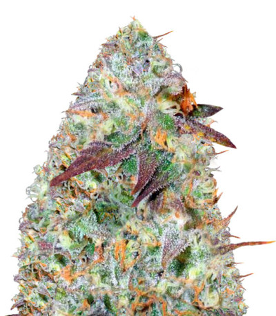 Сорт Chocodope fem (Victory Seeds)