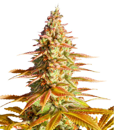 Сорт Original Clon fem (Blimburn Seeds)