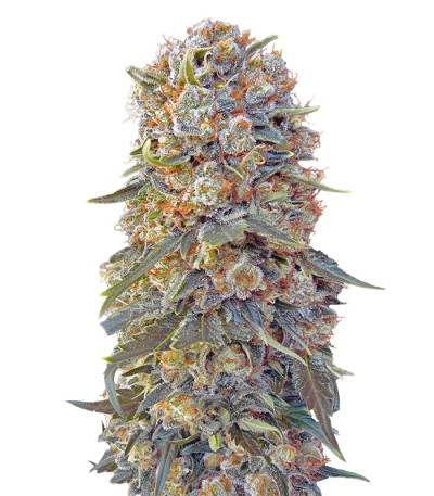 Сорт Sweet Critical fem (00 Seeds)