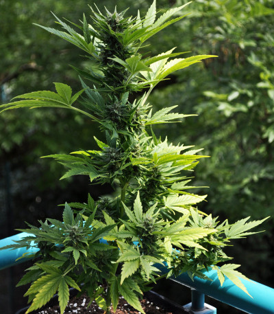 Сорт Lowryder auto fem (Doctor's Choise)