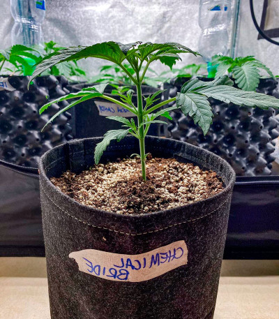 Сорт Chemical Bride fem (Green House Seeds)