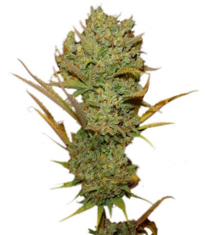 Сорт Super Silver Haze fem (Green House Seeds)