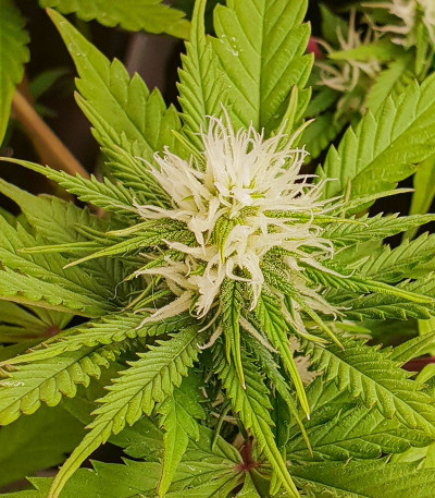 Сорт Lord Kush Early Version fem (Delicious Seeds)