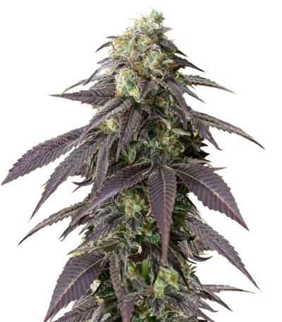 Сорт 707 Headband fem (Humboldt Seeds)