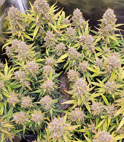 Сорт Original Big Bud Auto fem (FastBuds)