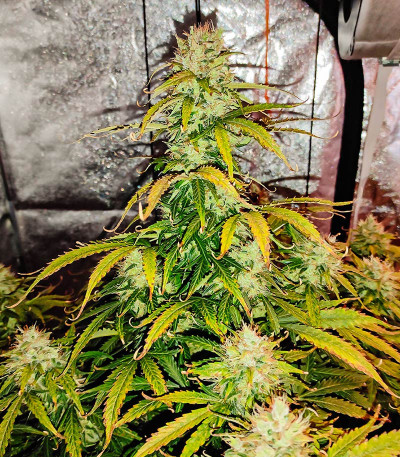 Сорт Acid Rain Autoflower (LSD) fem (Easy Grow Seeds)