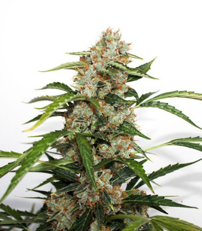 Сорт Auto Orange Bud fem (Dutch Passion)