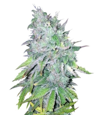 Сорт AK 48 reg (Nirvana Seeds)