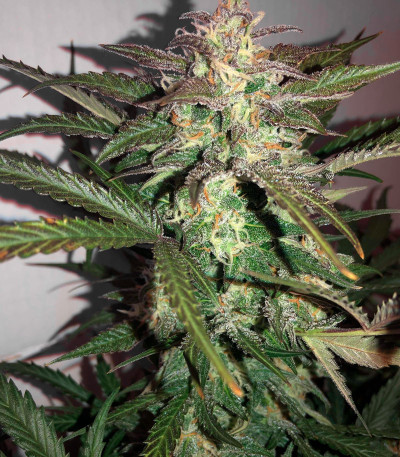 Сорт Bruce Banner #3 fem (Original Sensible Seeds)