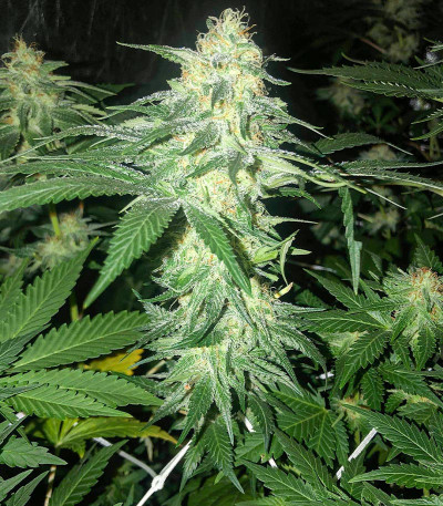 Сорт Godzilla Original Glue GG#4 fem (Herbies Seeds)