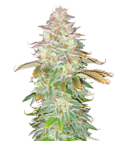 Сорт Jungle Lava fem (Original Sensible Seeds)