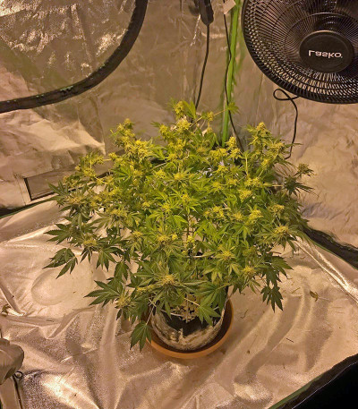 Сорт Snow White (Big Bud) fem (Nirvana Seeds)