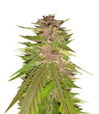 Сорт Bubba Gum Auto fem (Dr. Krippling Seeds)