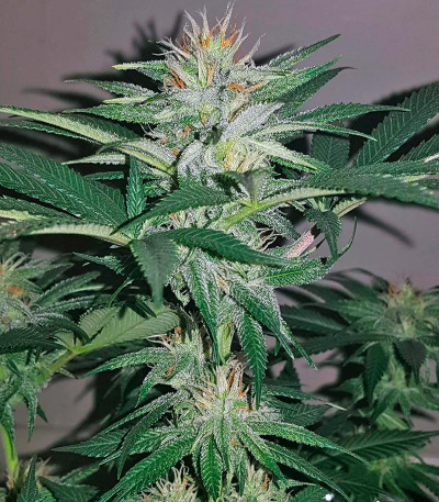 Сорт Tutankhamon fem (Pyramid Seeds)