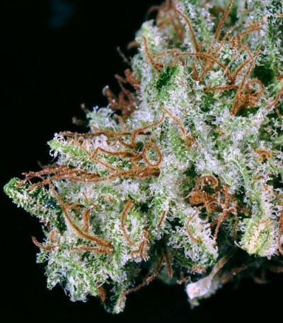 Сорт White Widow fem (Green House Seeds)